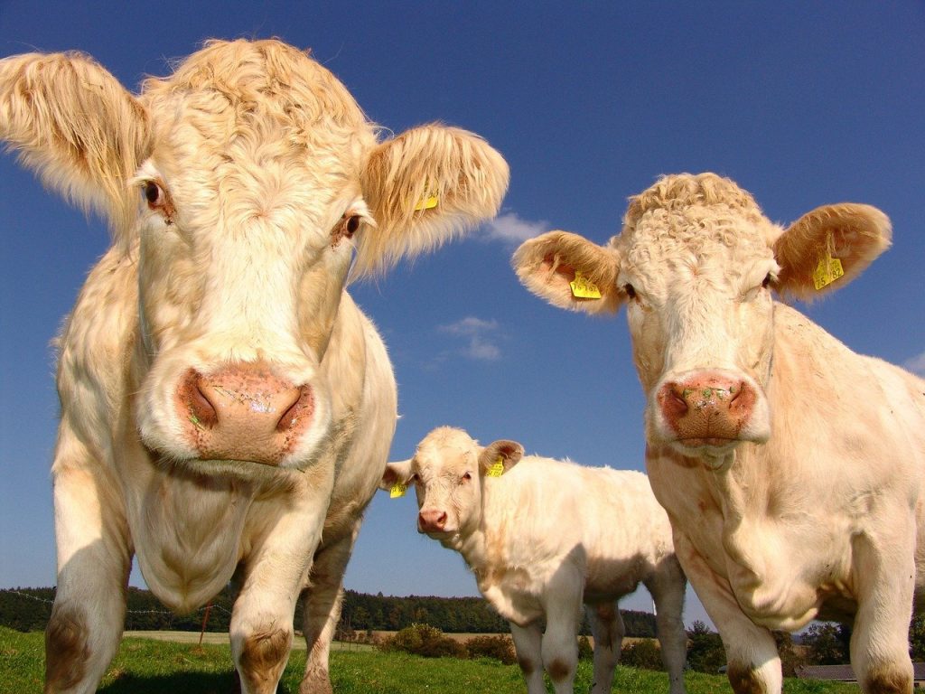 cows, curious, cattle